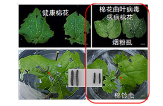 近日，微生物研究所發(fā)現(xiàn)雙生病毒調(diào)控植物免疫平衡實現(xiàn)全新生態(tài)功能